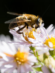 Berlin  Biene auf der Bluete der Herbstaster