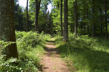 Sonnenbuehl  Waldweg