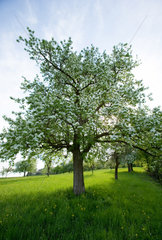 Riedlingen  bluehender Apfelbaum