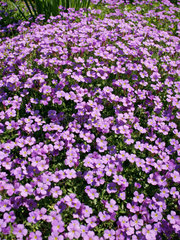 Riedlingen  lila Veilchen