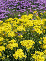 Riedlingen  lila Veilchen und gelbe Schafgarbe