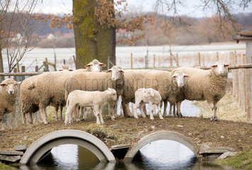 Riedlingen  Hochwasser der Donau: Schafe schuetzen sich vor dem Wasser