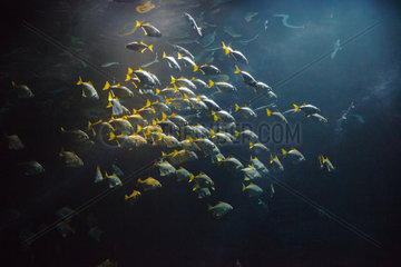 Fish swarm - Zoo Hagenbecks Tierpark Hamburg