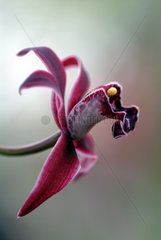 Bluete einer Orchidee