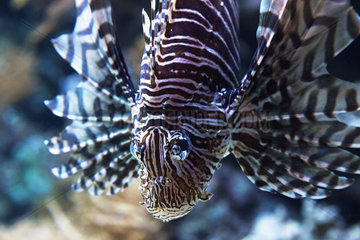 Pacific red lionfish - Zoo Hagenbecks Tierpark Hamburg