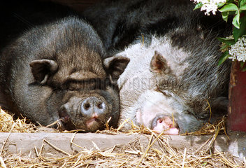 Schlafende Schweine  Suedschweden