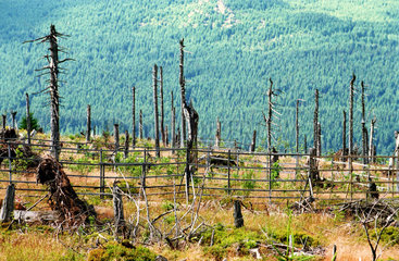 Waldsterben auf dem Wurmberg im Harz