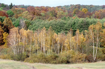 Herbstwald bei Buckow  Brandenburg