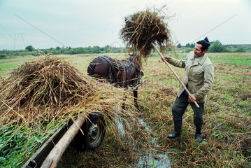 Ein Bauer bei der Heuernte  Rumaenien