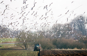 Bauer beim Pfluegen auf Fuenen  Daenemark