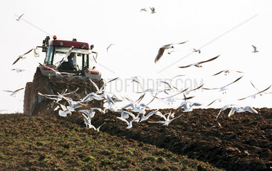 Bauer beim Pfluegen auf Fuenen  Daenemark