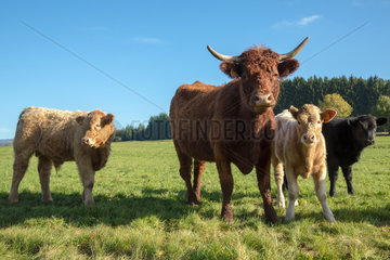 Frankreich  Saulxures - Salers-Rinder auf der Weide in den Vogesen im Elsass