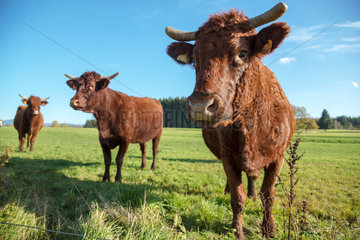 Frankreich  Saulxures - Salers-Rinder auf der Weide in den Vogesen im Elsass