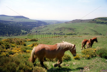 Pferde auf einer Weide im Massiv-Central  Frankreich