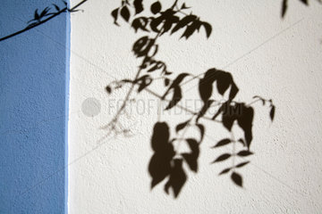 Lagoa  Portugal  Schatten eines Zweiges an einer weissgekalkten Wand