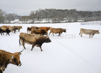 Ur-Rinder im Winter an der Lippe  Datteln  Ruhrgebiet  Nordrhein-Westfalen  Deutschland
