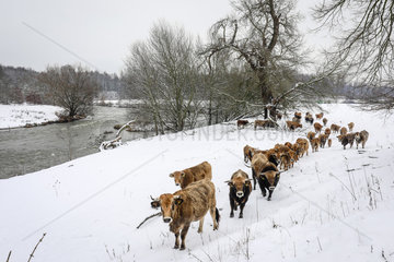Ur-Rinder im Winter an der Lippe  Datteln  Ruhrgebiet  Nordrhein-Westfalen  Deutschland
