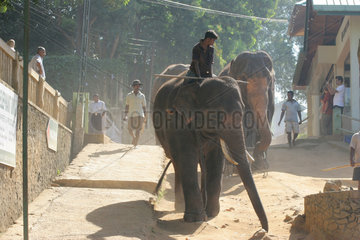 Kandy  Sri Lanka  eine Herde Elefanten wird durch die Strassen zum Baden getrieben