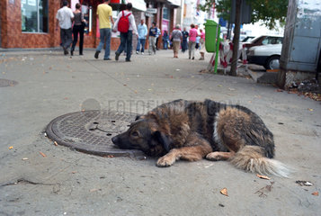 Streunender Hund ruht sich aus  Bukarest
