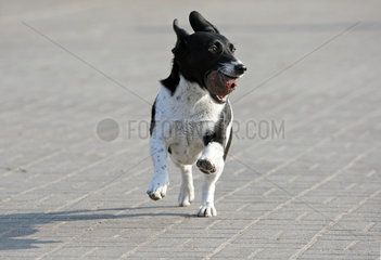 Lueneburg  Deutschland  Jack Russell Terrier apportiert einen Ball