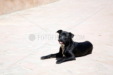 Sevilla  Spanien  schwarzer Labrador