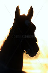 Goerlsdorf  Deutschland  Silhouette  Pferd bei Sonnenaufgang im Portrait