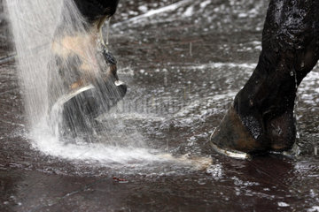 Iffezheim  Deutschland  Huf eines Pferdes wird mit Wasser gesaeubert