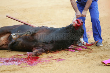Sevilla  Spanien  der tote Stier wird aus der Arena gezogen
