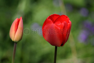 Kelheim  Deutschland  rote Tulpen