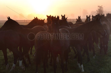 Graditz  Deutschland  Pferde am Morgen auf der Weide
