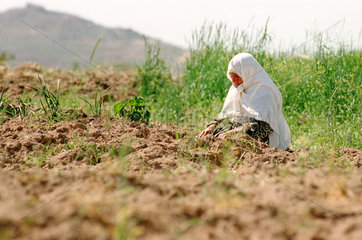 eine moslemische Baeuerin beim Gebet (Tuerkei)