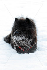 Berlin  Deutschland  schwarzer Chow-Chow sitzt im Schnee
