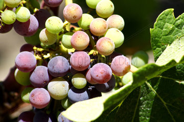 Haut-Medoc  Frankreich  Haut-Medoc-Weintrauben an einem Strauch