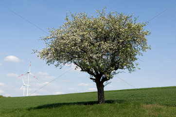 Bautzen  Obstbaum auf einer Wiese