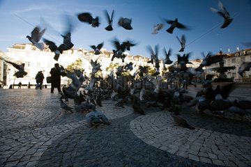 Lissabon  Portugal  wegfliegende Tauben auf dem Praca de Dom Pedro IV.