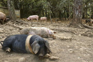 Artgerechte Haltung von Schweinen