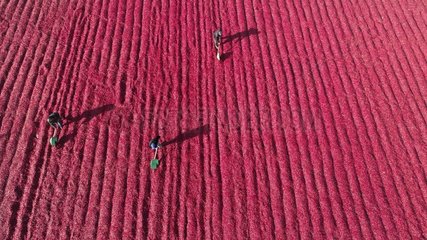 CHINA-COLOR-DRONE PHOTOS OF THE YEAR (CN)