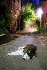 Hund  Alba-la-Romaine in der Ardeche  Frankreich