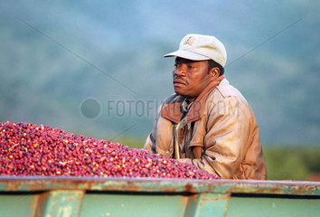 Tageloehner auf einer Kaffeeplantage.