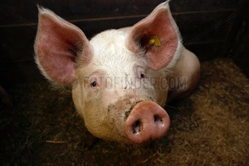 Tirol  Schwein im Portrait