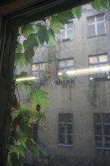 Berlin  altes Fenster umrankt mit Wildem Wein