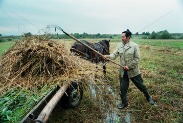 Ein Bauer bei der Heuernte  Rumaenien