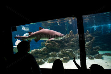 Albufeira  Portugal  Besucher vor dem Haifischbecken im Aquarium im Zoo Marine