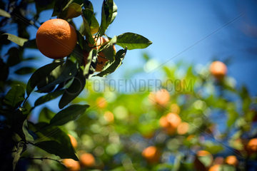 Sevilla  Spanien  Orangenbaum