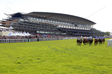 Royal Ascot  Horses and jockeys during a race in front of the grandstand