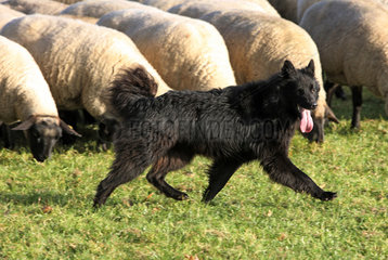 Hoppegarten  Deutschland  Huetehund laeuft vor einer Schafherde her