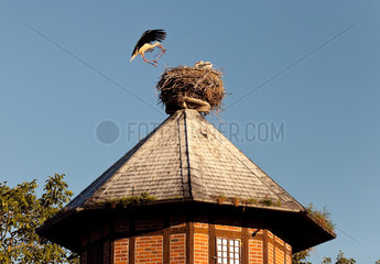 Ruehstaedt  Deutschland  ein Horst mit Storchenpaar auf dem Wasserturm
