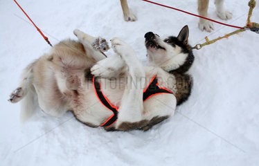 Saelen  Schweden  Siberian Husky waelzt sich im Schnee