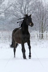 Koenigs Wusterhausen  Deutschland  Pferd galoppiert im Winter ueber die schneebedeckte Koppel