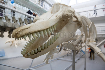 Kiel  Deutschland  Skelett eines Orcas in der Gropius-Halle im Zoologischen Museum